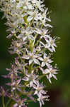 Osceola's plume <BR>Death camas <BR>Crow poison